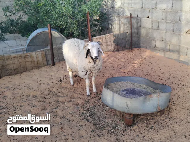 بسم الله  توكلنا على الله  خروف للبيع عمره حوالي 6 شهور خالي من العيوب السعر المطلوب 1600 دينار