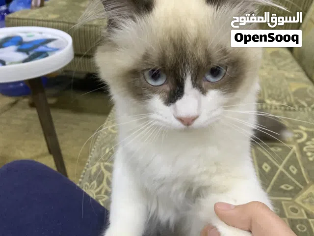 قط همالايا ذكر صغير يبلغ من العمر 4 شهور لطيف