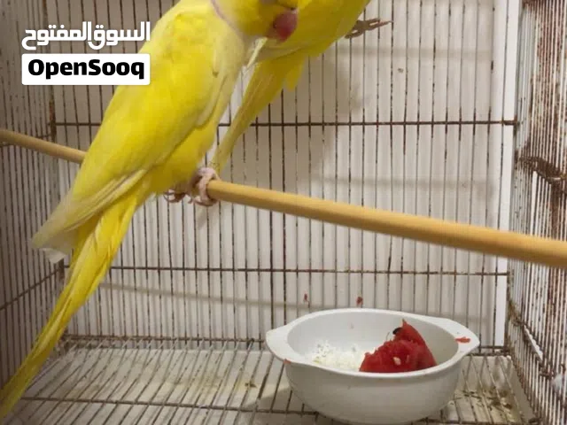 للبيع زوج دره الأصفر