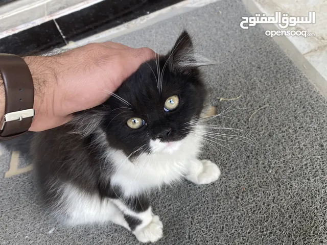 قطط زينة للبيع