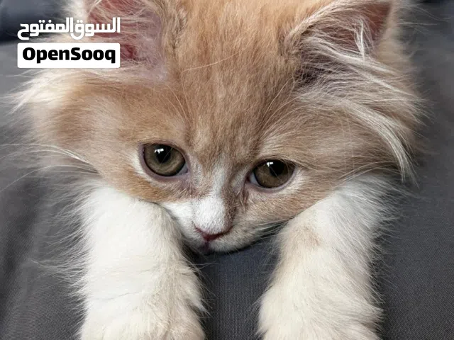 ذكر بريتش لونق هير 3 شهور مع دفتر التطعيمات