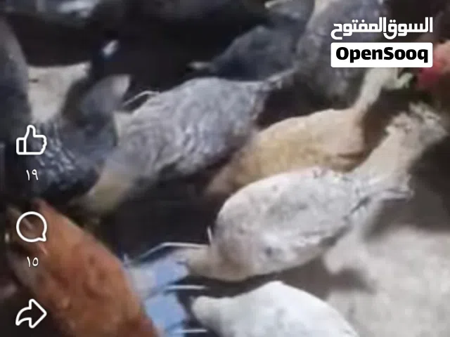 مطلوب فرخات دجاح عمر شهرين  1.5