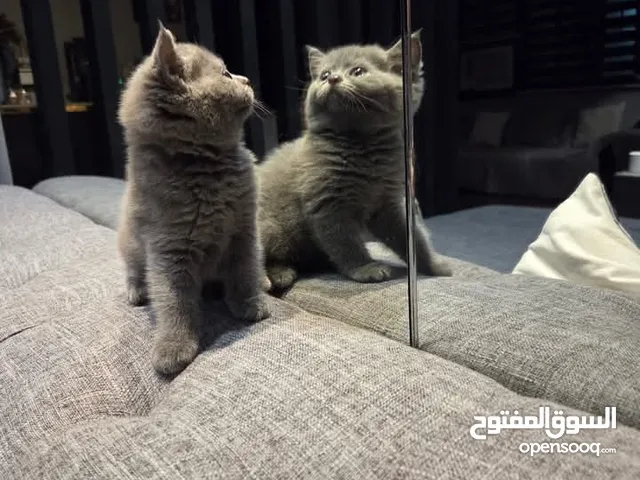 A male and a female British short-haired kittens. They are vaccinated and potty trained, and nice.