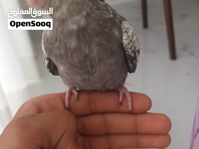 مفقود طير كوكتيل في مدينة حمد الدوار ال 17 على من يراه او يمسك به يرجى التواصل على