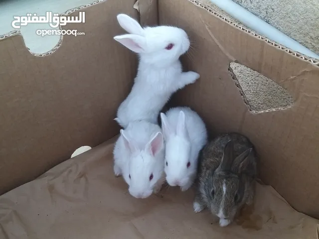 ارنب صغير البيع فرنصي