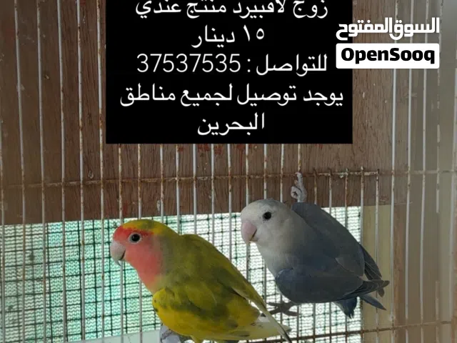 زوج لافبيرد منتج مضمون