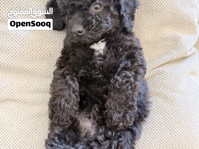 كلب توي بوودل عمر شهرين للتبني برسوم ذكر ملقح مع شريحة
