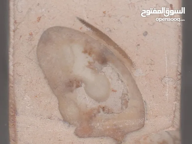 وجه انسان غريب في حجر طبيعي