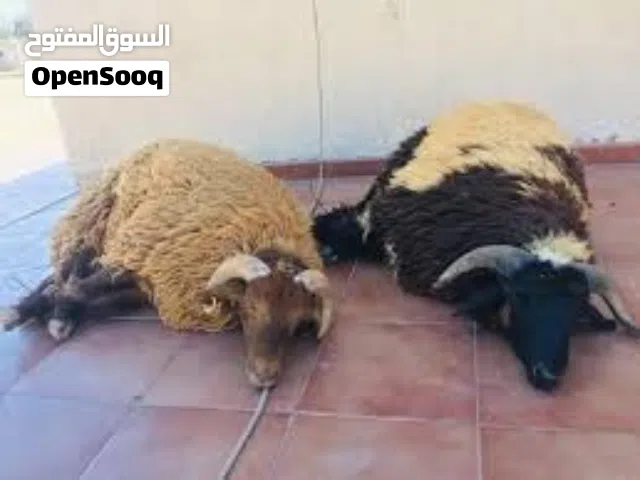 اعلان - لحام اضاحي