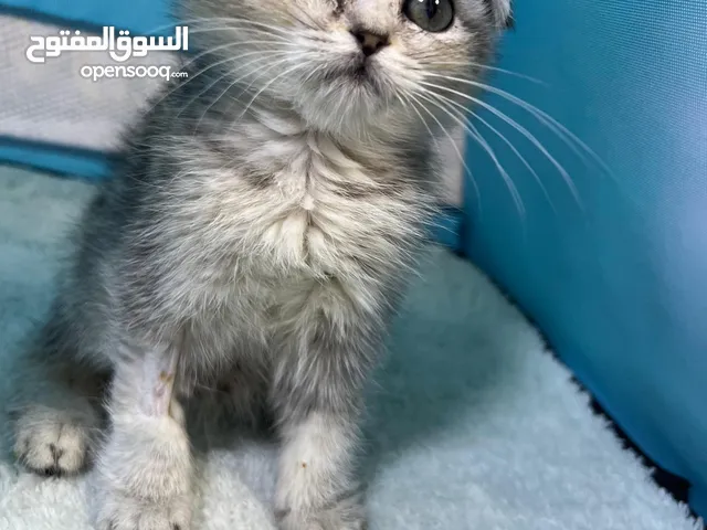 سكوتش فولد § برتش بييوووور