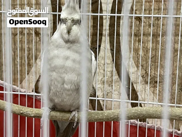 متاح طير كوكتيل انكليزي فحل وحشي