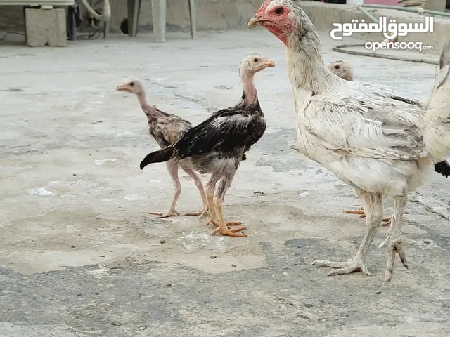 دجاجة عربية مع افراخ هراتي 3 اعمارهن 50 يوم مامعروف جنسهن للبيع فقط !! لتفاصيل اكثر اقرا الوصف