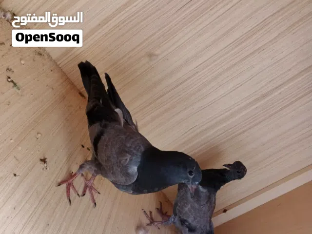 فرغات راغت كسرة ورعشة شرط الصحه لقاح رباعي فرغات فول الفول
