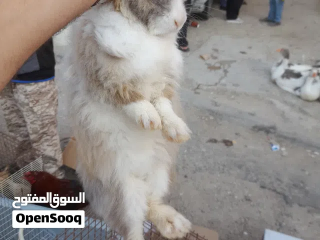 أرانب نقورة أنثى