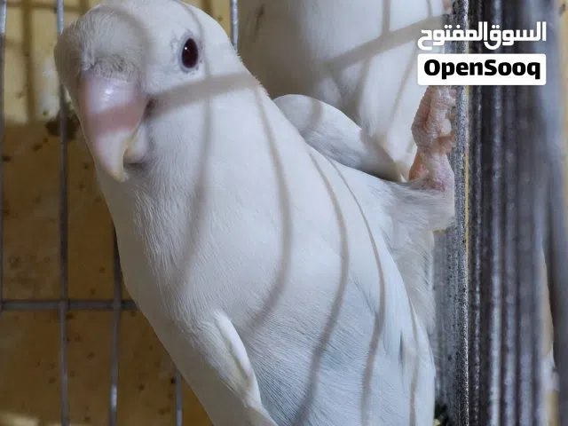 زوج روز عيون حمر محلقات