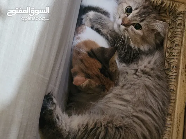 Free cats and kitten for adoption