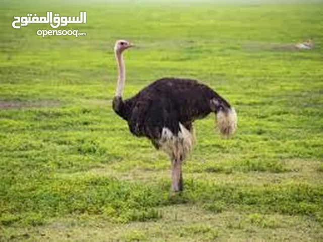 مشروع نعام إنتاجي لإنتاج كتاكيت نعام بغرض التربية والتصدير للسوق المحلي والأسواق الخارجية