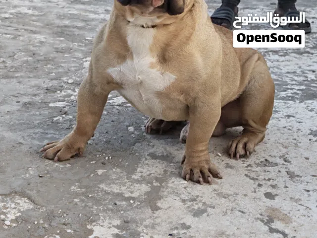 امريكان بولي للبيع دكر وانثى