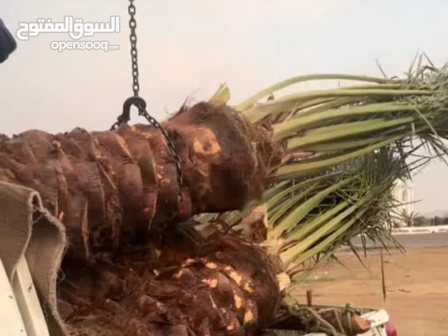 نخل للبيع وشاري يسوم