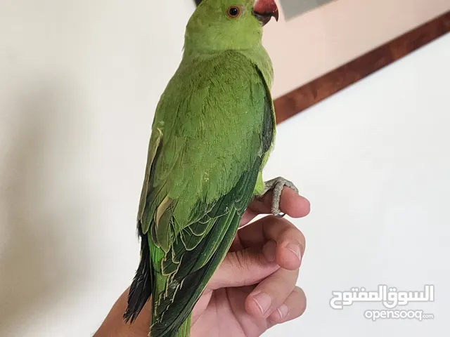 Friendly Tamed Indian Ringneck Parrot ببغاء دره هندي اليف
