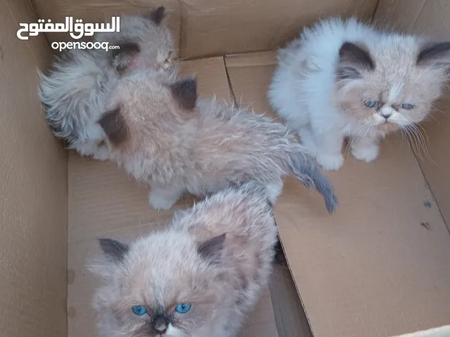 كيتن راغدول