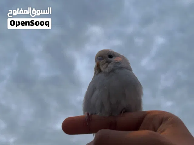 Half blue half white budgie مطلوب طير في مدينة حمد