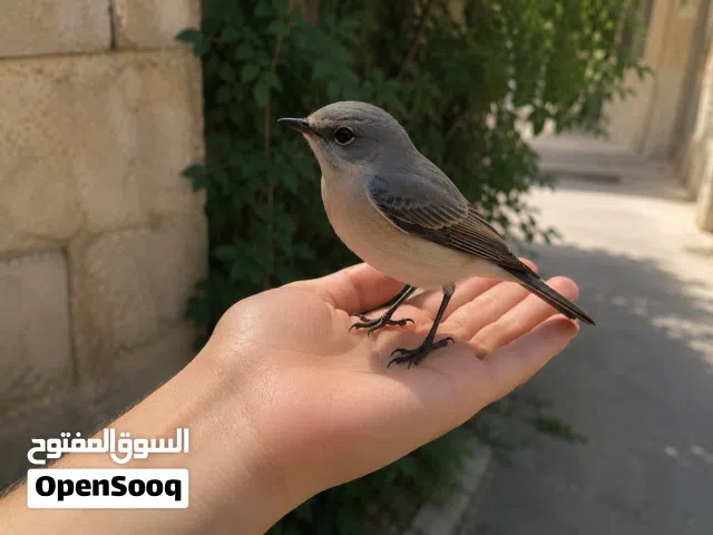 مطلوب طير مدرب للبيع