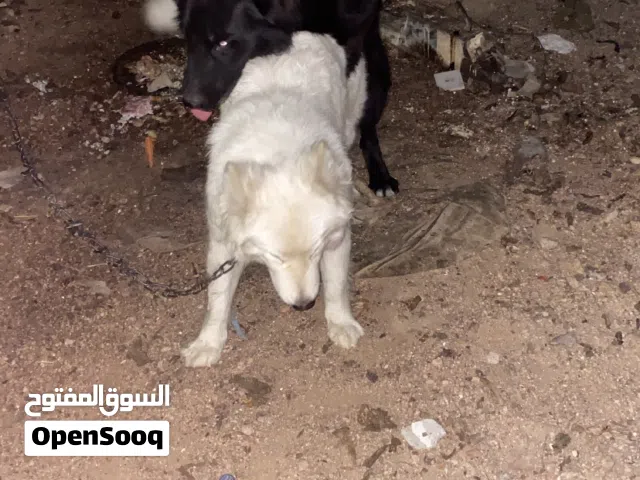 جيرمن وايت مستوى عالي