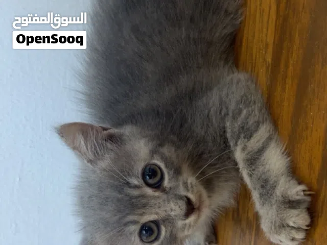 قطط مكس شيرازي للبيع
