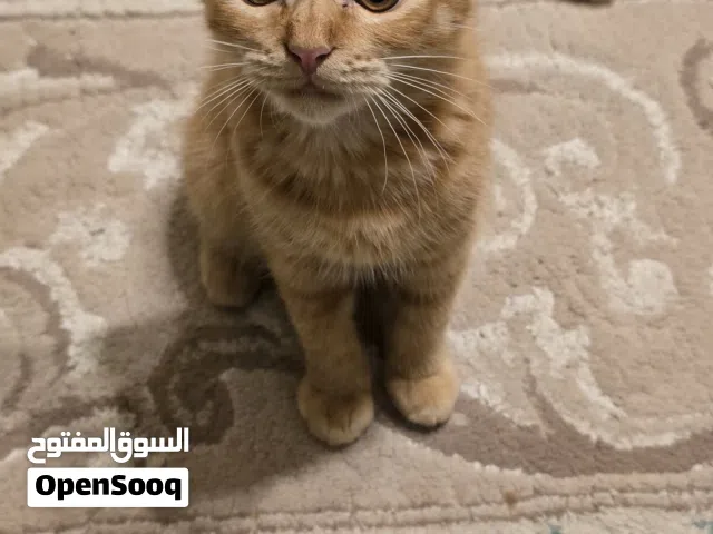 Kitten for adoption for free