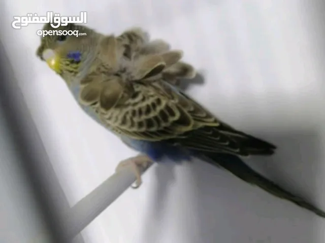 جوز هوجو رومو الفحل سبلت بلاك فيس 100% والطيرة بلاك فيس ازرق منتجات ومرفق صور انتاجهم وموجود فيديو