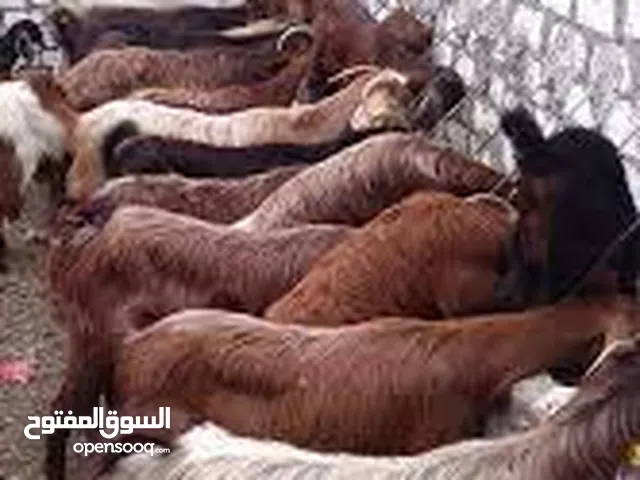 جديان لحم للبيع