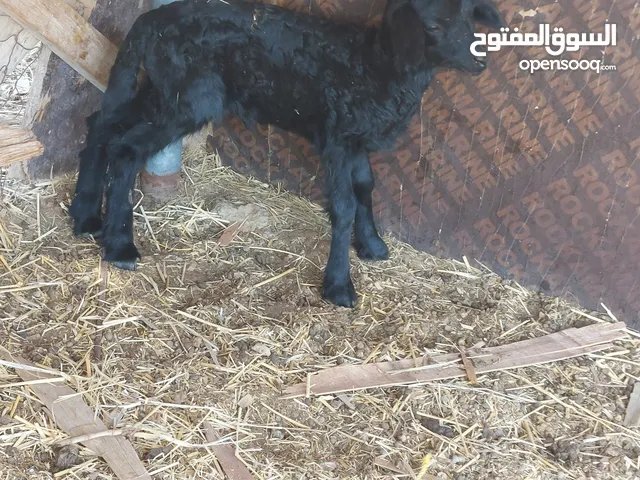 للبيع كبش عماني اصل مرضاع يرضع مرضعه