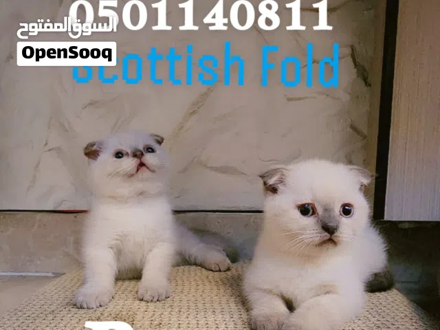 الجنس  ذكر       Scottish Fold  العمر   شهر