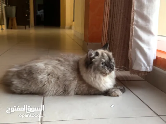 قطه هيميلايان انثى للتزاوج