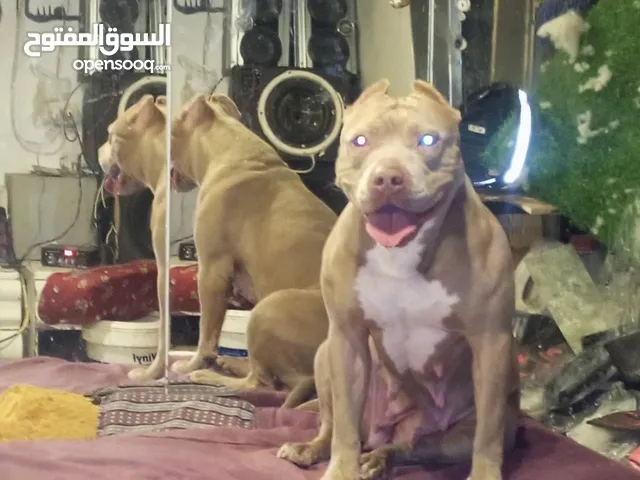 كلب بيتبول الامريكي للبيع