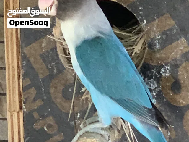 فيشر بلاك فيس باربلو للبيع