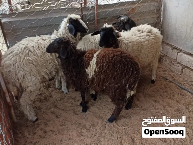 ثلات فطايم وأثنين خرفان للبيع