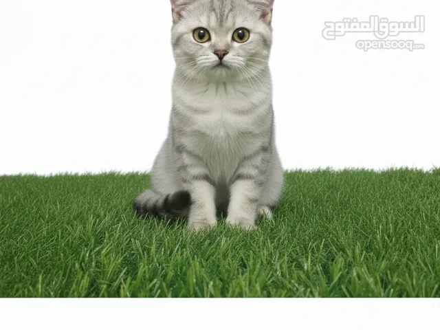 ولد اسكوتش تايجر