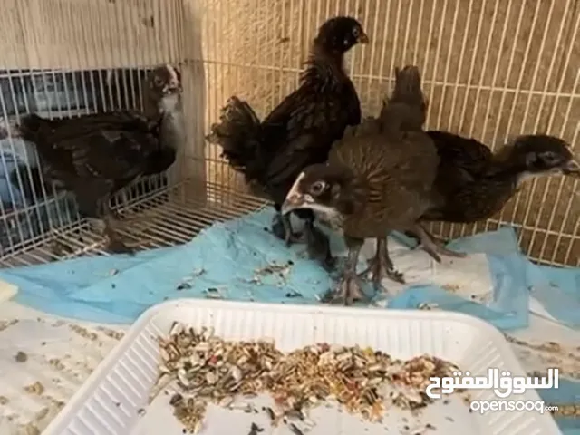 صيصان مارانز للبيع