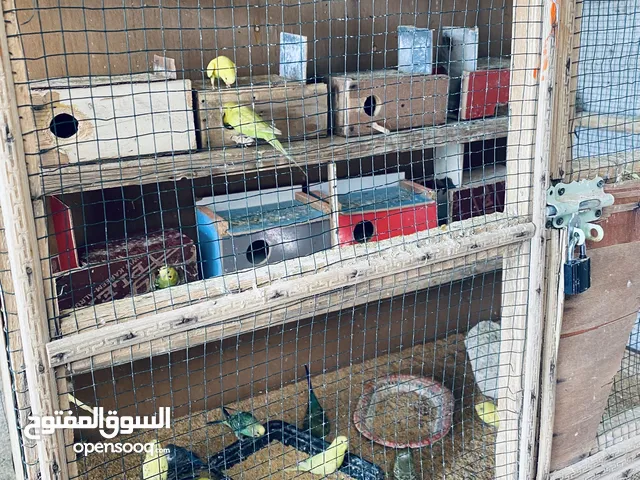 طيور مع القفص للبيع