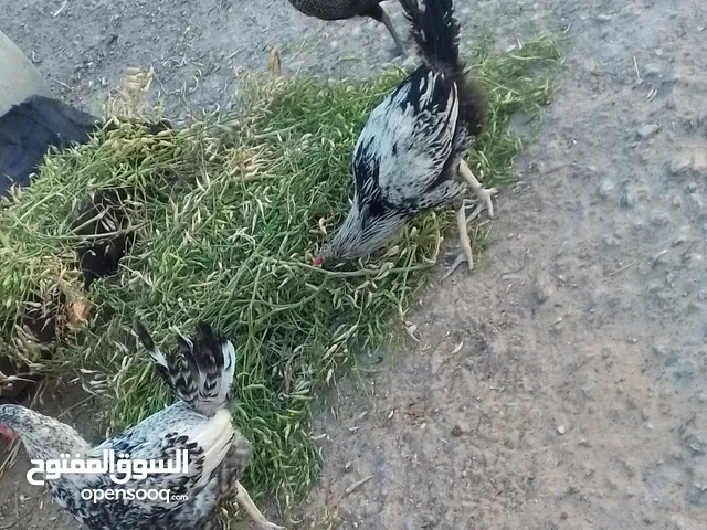 ديوك فيومي