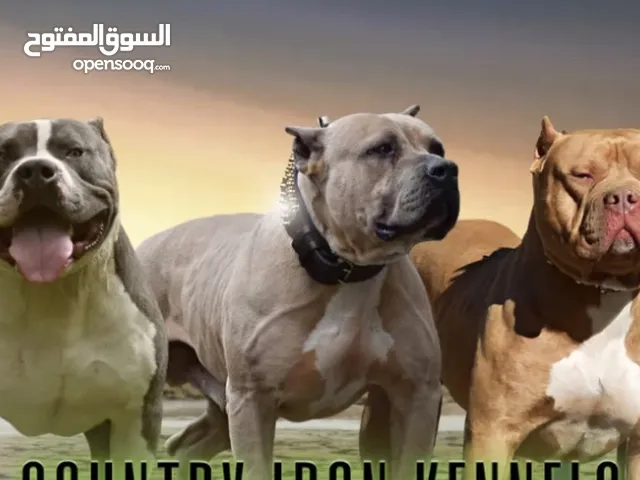كلاب للبيع : موقع #1 في مدينة الكويت : جيرمن شيبرد : هسكي : بيتبول : كلاب  للبيع وللتبني