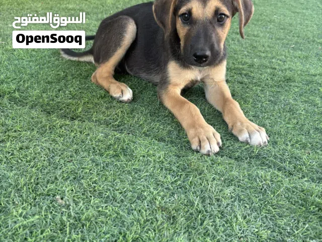 ثلاث جلاب امهن جيرمن و عمرهن شهرين