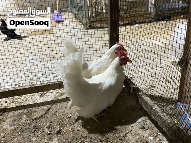 زوز دجاجات سبرايت الأبيض يدحن