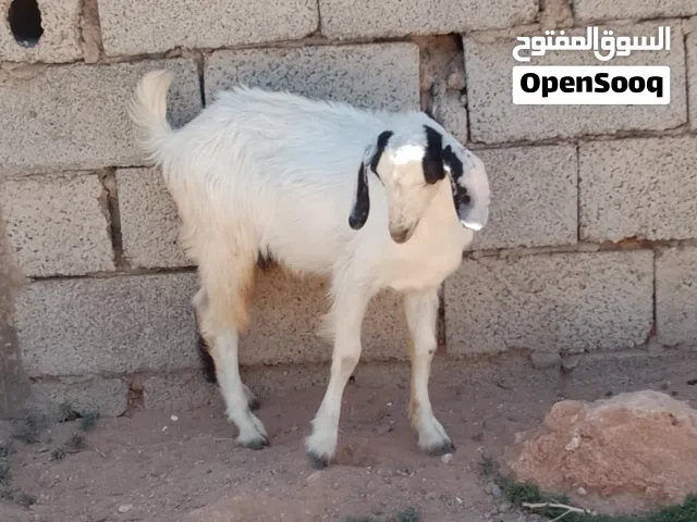 جدي وعناق وبرشنية للبيع
