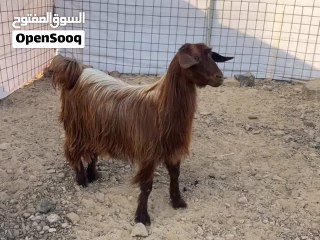 عنز (شاه) من حلال بني سعيد