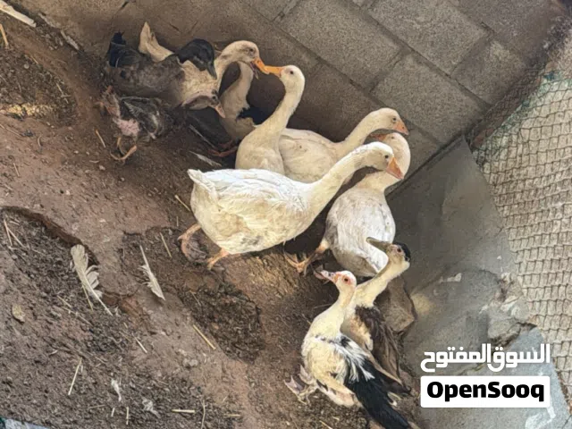وز مصري و حمام لاحم و الذ و حمام زاجل