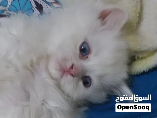 شيرازي بيور