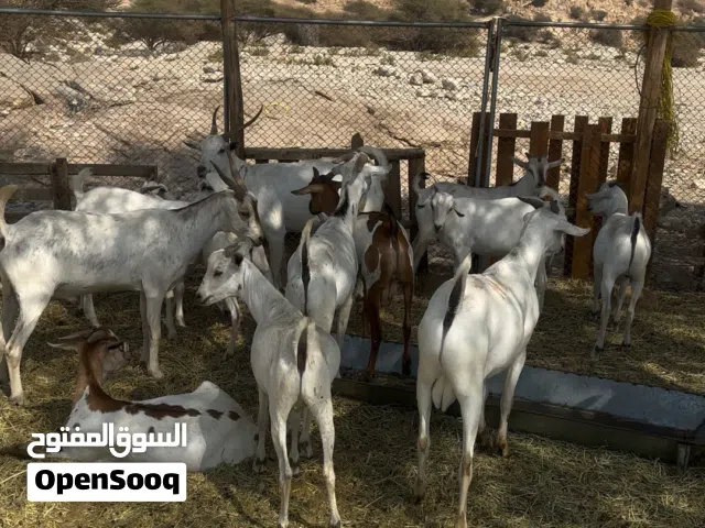 جدايه صوماليات مطعومات للعيد